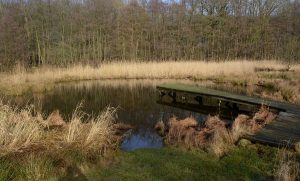 Ein einsamer Teich umgeben von Wildgräsern.