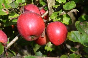 Äpfel auf einem Baum