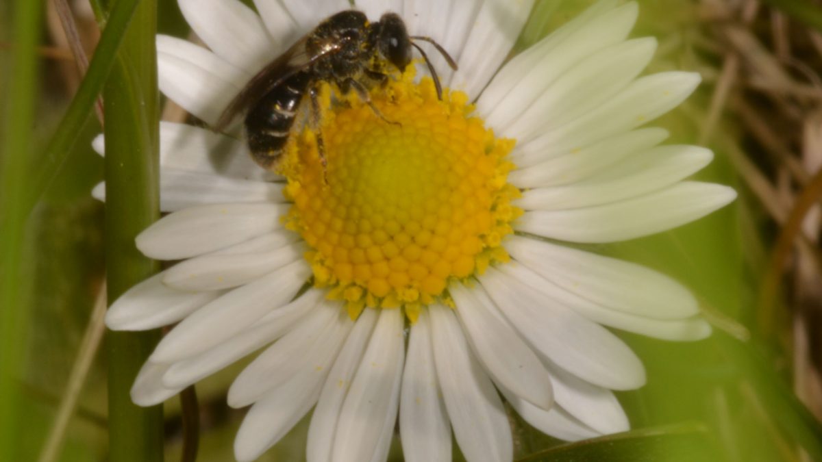 Wildbiene auf einem Gänseblümchen
