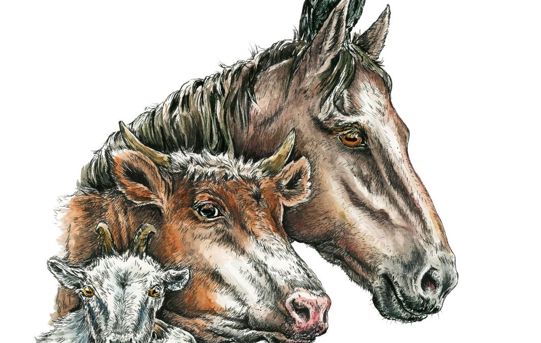 Zeichnung: Köpfe von 2 Ziegen, einer Kuh, einem Pferd und ein Rabe auf dem Kopf des Pferdes