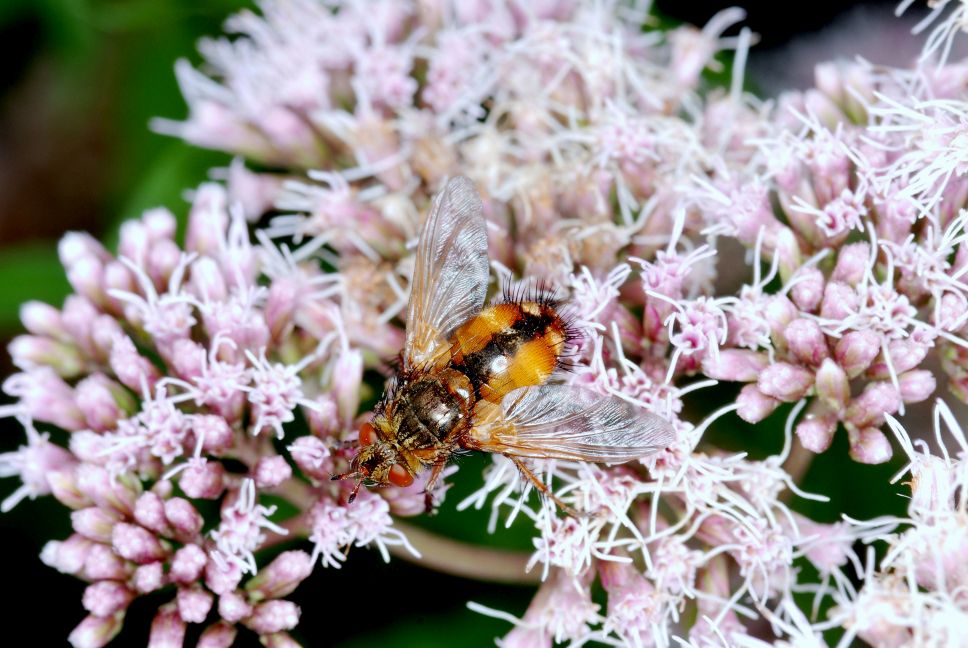 Ein Käfer sitzt auf rosa Blüten