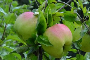 Zwei grün-rote Äpfel hängen an einem Baum