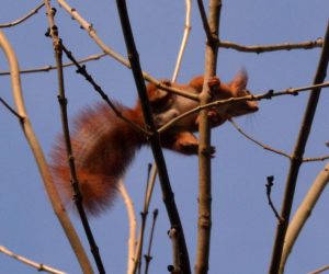 Ein Eichhörnchen im Baum