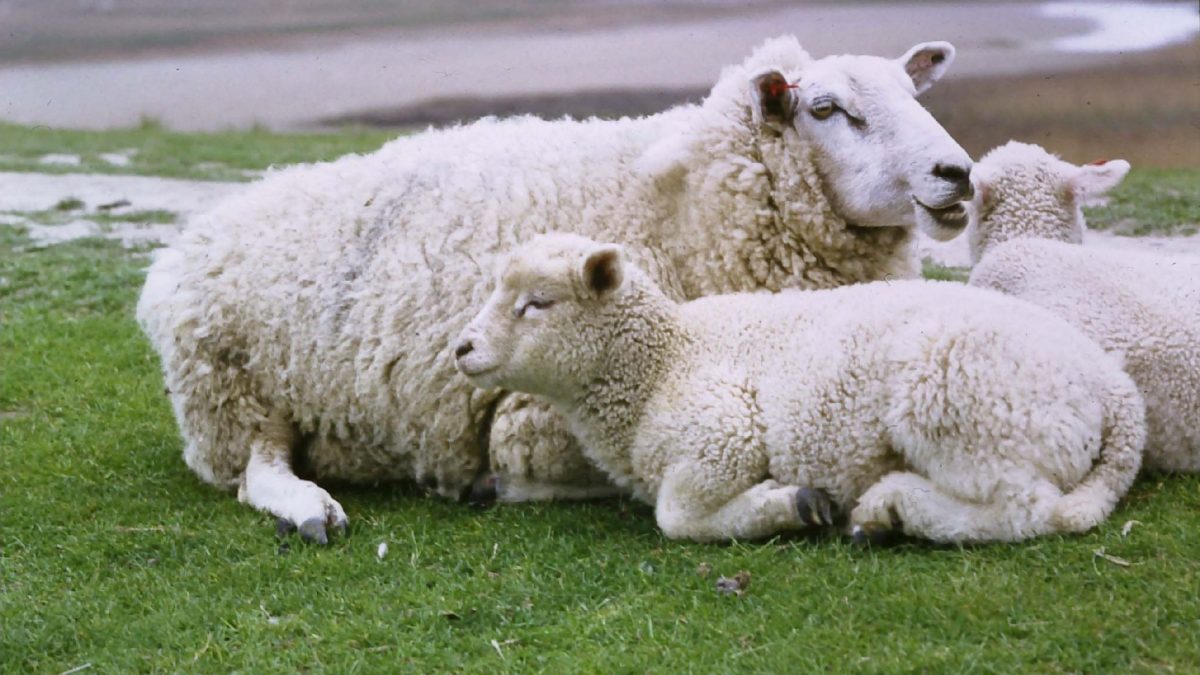 Ein Schaf und ihr Lamm liegen auf einer Weide