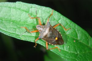 Käfer sitzt auf einem Blatt