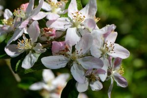 Nahaufnahme der weiß und rosanen Blüten eines Apfelbaums