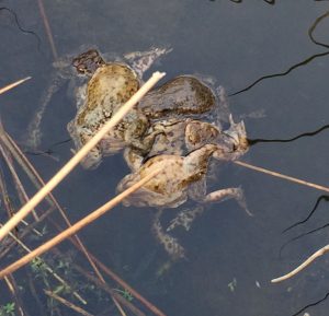 Vier Kröten im Wasser