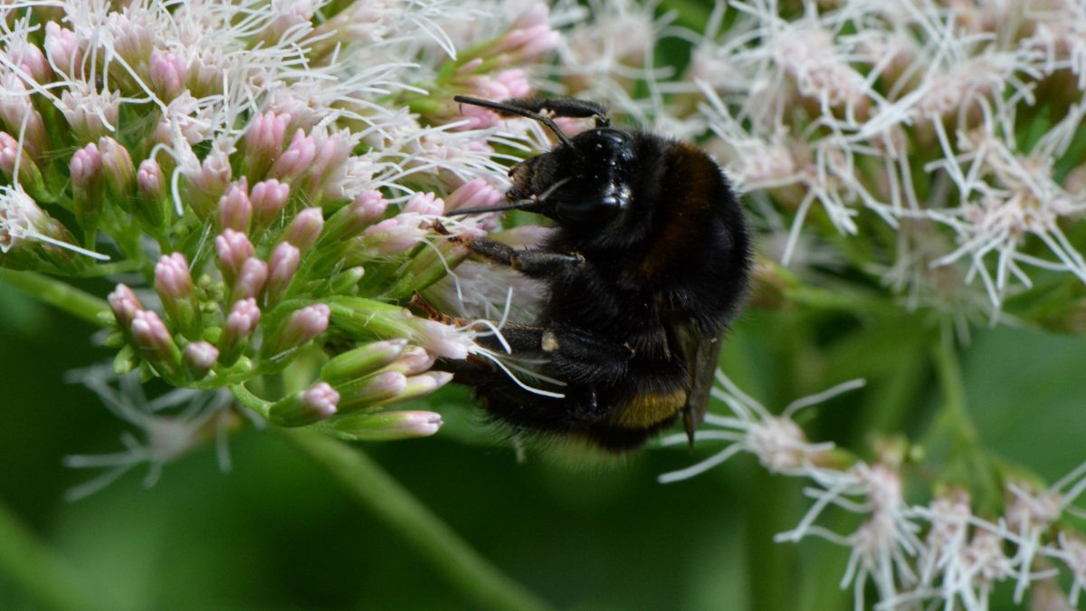 Eine Hummel sitzt auf rosafarbenden Blüten