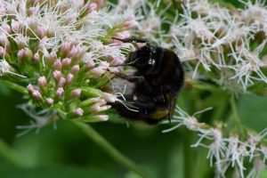 Eine Hummel sitzt auf rosafarbenden Blüten