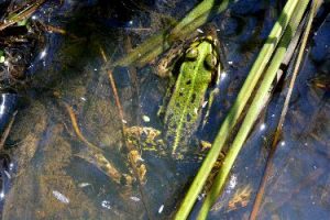 Nahaufnahme eines grünen Frosches