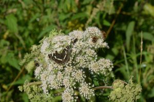 Schmetterlinge sitzen auf Blumen