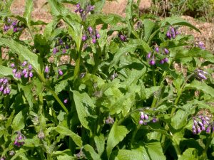 Wiesenkräuter mit lila Blüten