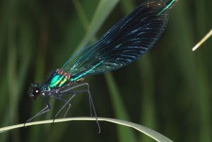 Nahaufnahme eienr Libelle, die auf einem Grashalm sitzt. Der Körper und die Flügel schimmern grün, blau und schwarz. 