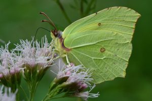 Ein grüner Schmetterling sitzt auf rosa farbenden Blüten