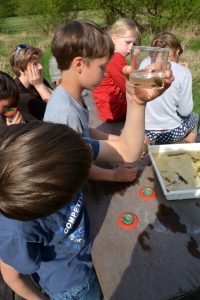 Kinder gucken sich Insekten in einem Glas mit Wasser an