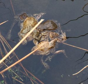 Vier Kröten schwimmen in einem Gewässer