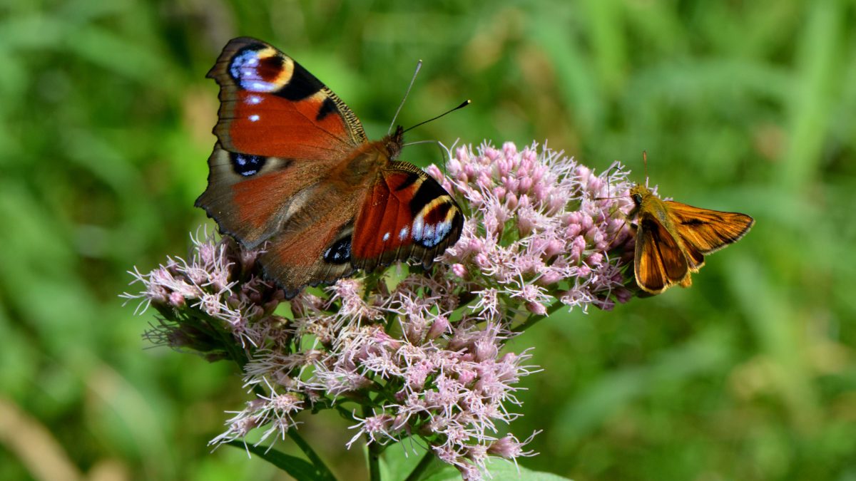 Ein bunter Schmetterling sitzt auf einer Blume, die ganz viele kleine lila Blüten hat