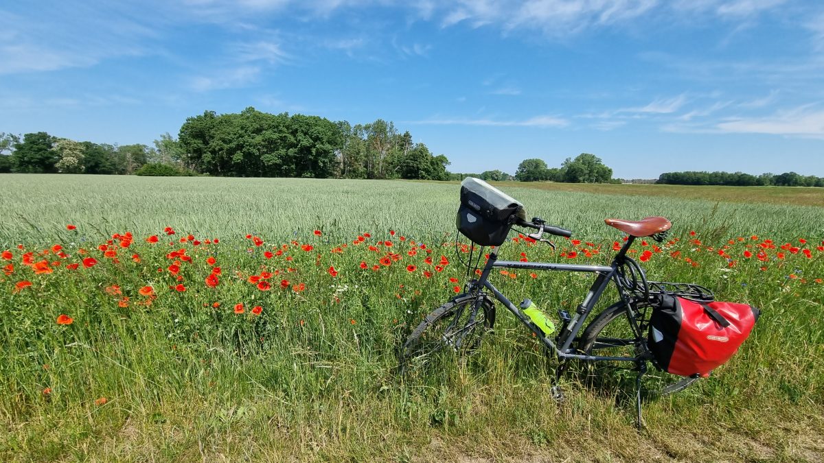 EIn Fahrrad steht vor einem grünen Feld. Es blühen außerdem rote Mohnblumen und der HImmel ist blau.